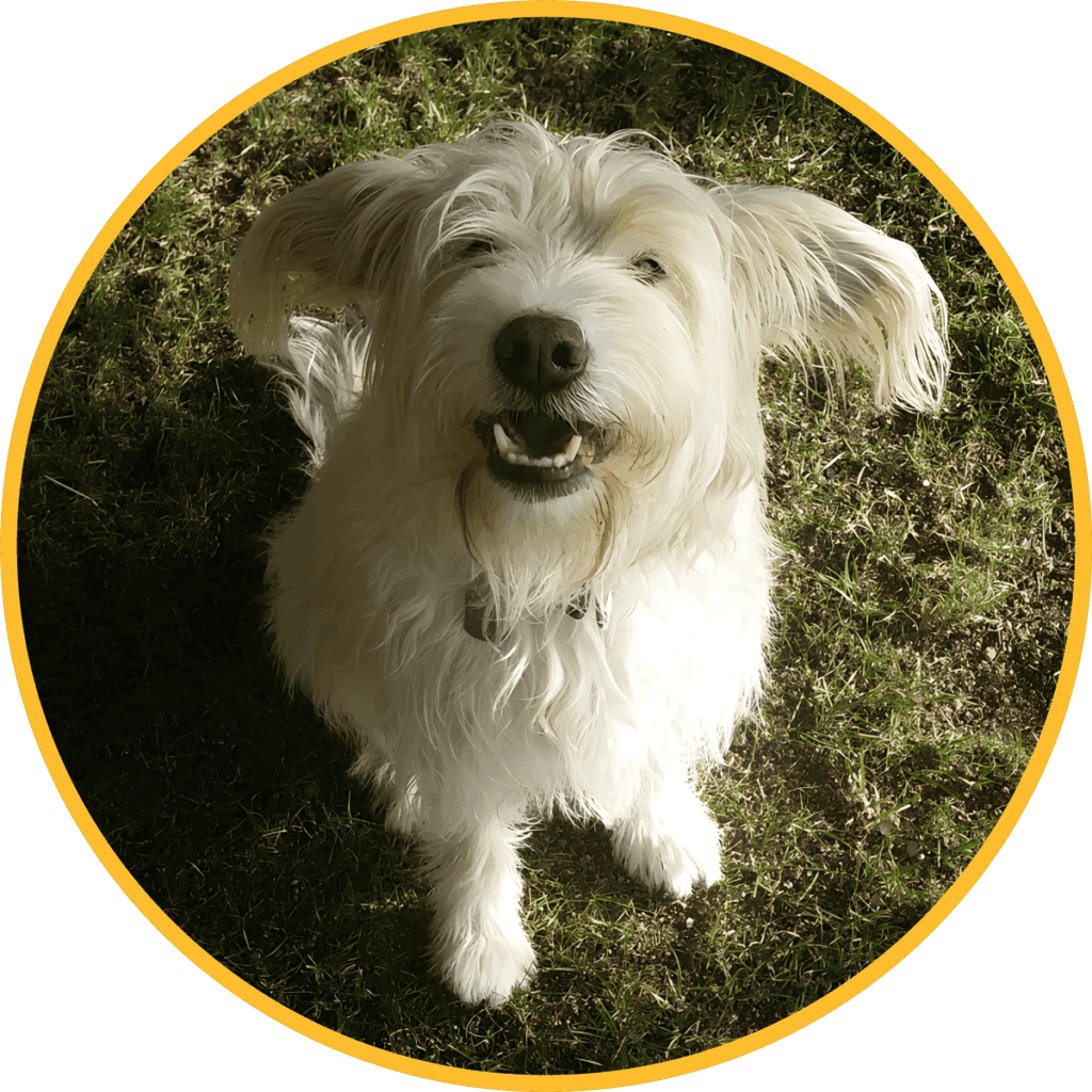 Perrita Blanca Perrita Blanca