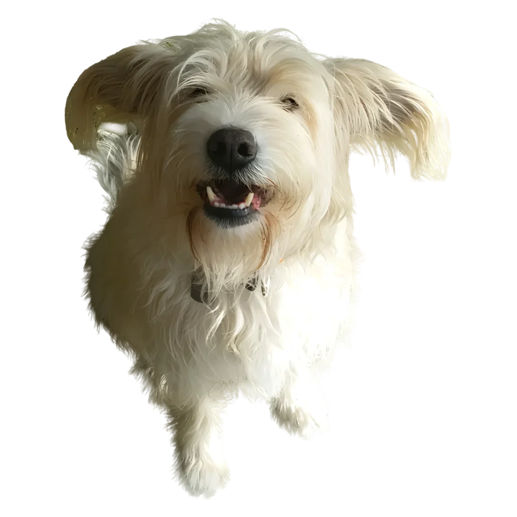 Imagen de perra Lolita Imagen de perra Lolita